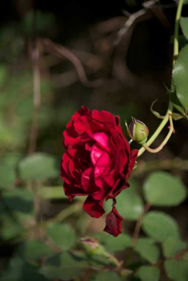 4-9-15 rose